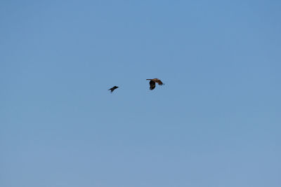 Low angle view of eagle flying against clear blue sky