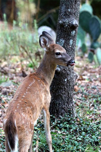 View of deer on tree trunk