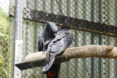 Close-up of bird perching on fence in zoo