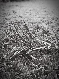 Close-up of grass