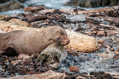 View of an animal on rock