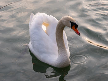 High angle view of swan in lake