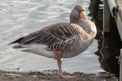 View of birds at lakeshore