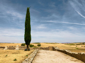 Plant growing on field against sky in old rome ruins