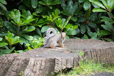 Portrait of squirrel on tree stump