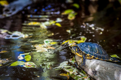 Close-up of turtle on rock by lake