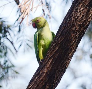 Low angle view of bird perching on tree