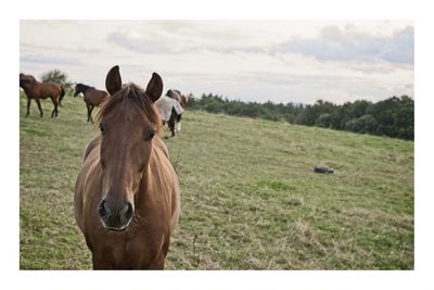 Horses in a field
