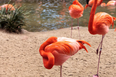 Flamingos at lakeshore