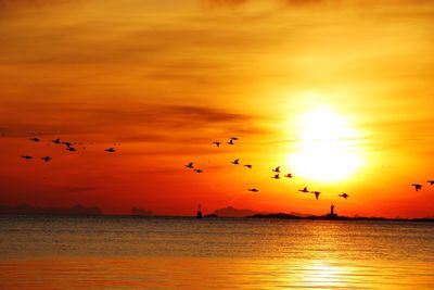 Silhouette birds flying over ocean against orange sky