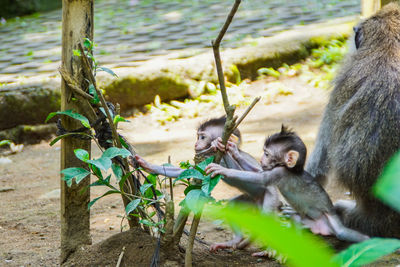 Monkey sitting on tree branch in zoo