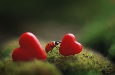 Ladybug in two hearts