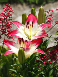 Close-up of pink flower