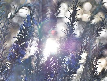 Low angle view of plants against sky during winter