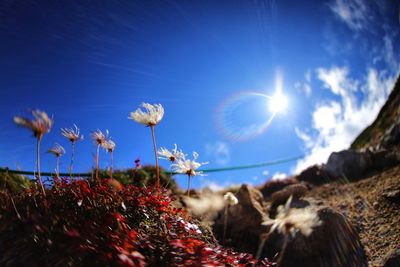 Close-up of flower against sky