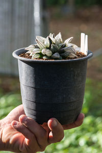 Cropped hand holding potted plant