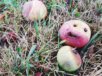 High angle view of apple on field