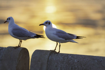 Close-up of seagull perching on wooden post