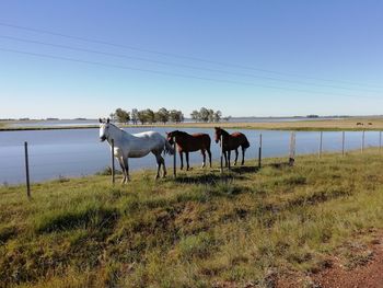 Horses on a field