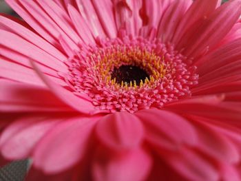 Close-up of pink flower