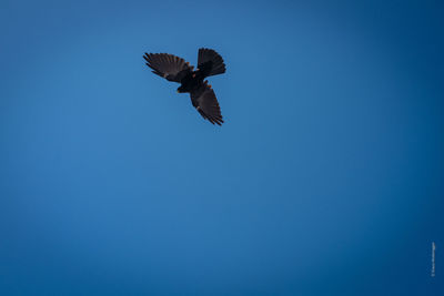 Low angle view of eagle flying against clear blue sky