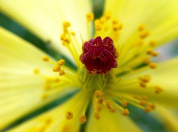 Macro shot of yellow flower