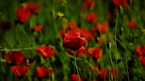 Close-up of red poppy flowers