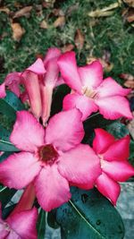 Close-up of pink flowers blooming outdoors