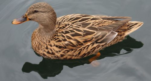 Close-up of duck swimming in lake