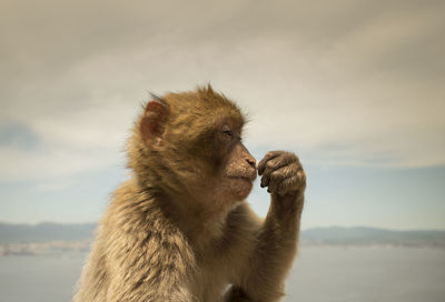 Close-up of barbary macaque against sky