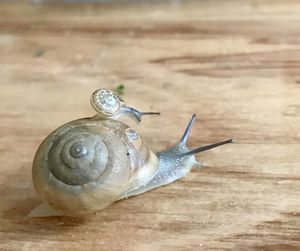 Close-up of snail on table