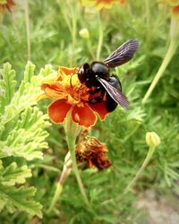 Close-up of bee on flower