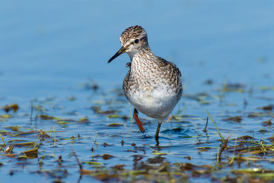 Wood sandpiper wader bird walking in pool