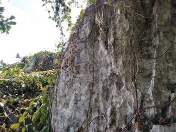Low angle view of rock formation amidst trees against sky