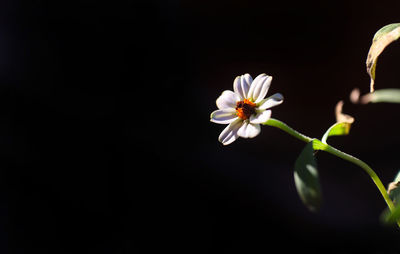 Close-up of white flowering plant against black background