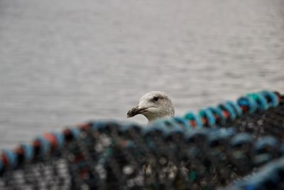 Close-up of seagull on a sea