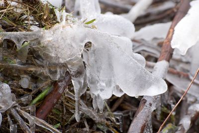 Close-up of snow on plants during winter