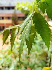 Close-up of leaves