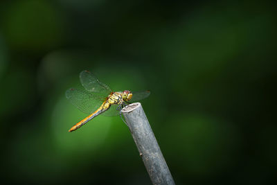 Close-up of insect