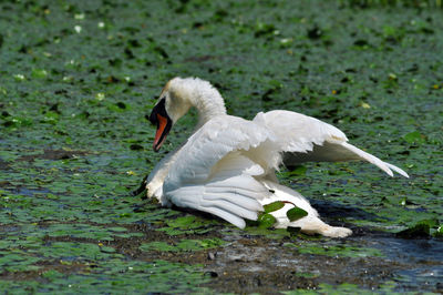 White swan on a lake