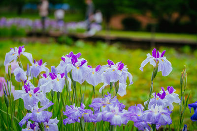 Close-up of purple crocus flowers