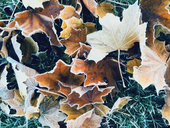 Close-up of maple leaves during autumn
