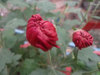 Close-up of red flower blooming outdoors