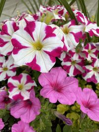 Close-up of pink flowering plants