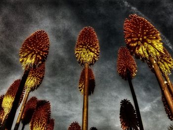 Low angle view of plants against sky at night