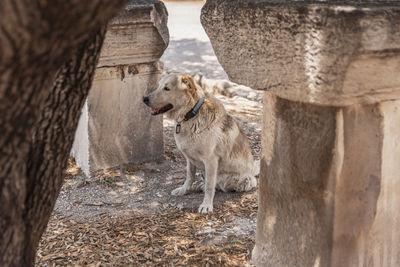 View of a dog on tree trunk