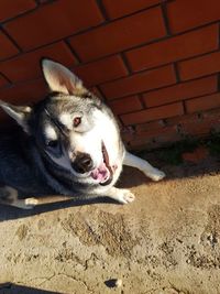 Portrait of dog lying down