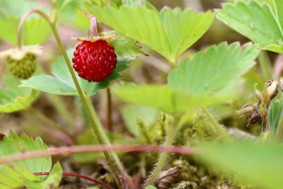 fruit