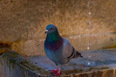 Close-up of pigeon perching on wall