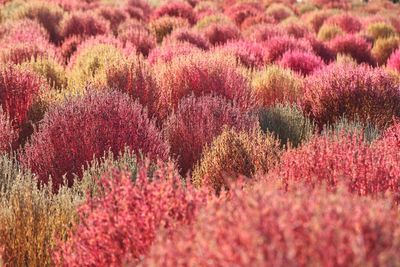 Full frame shot of pink flowering plants on field